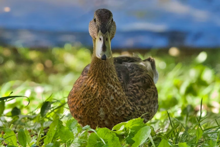 Endangered Hawaiian Duck on Kauai Succumbs to Avian Flu, Prompting State Health Measures