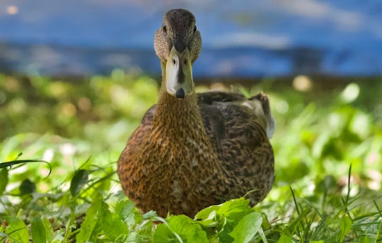 Endangered Hawaiian Duck on Kauai Succumbs to Avian Flu, Prompting State Health Measures