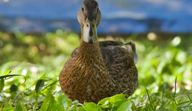 Endangered Hawaiian Duck on Kauai Succumbs to Avian Flu, Prompting State Health Measures