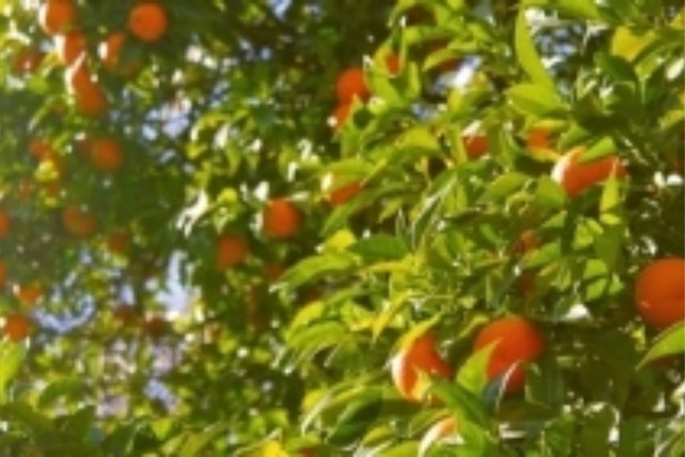 Fallbrook Couple Cuts Down 10 Citrus Trees After State's 'Spray or Arrest' Ultimatum