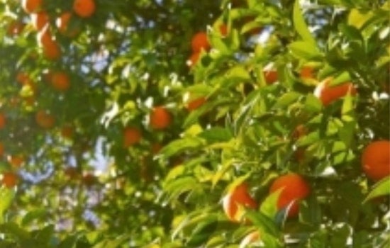 Fallbrook Couple Cuts Down 10 Citrus Trees After State's 'Spray or Arrest' Ultimatum