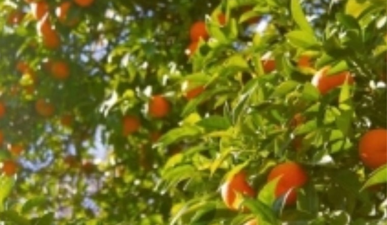 Fallbrook Couple Cuts Down 10 Citrus Trees After State's 'Spray or Arrest' Ultimatum