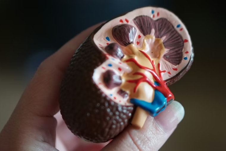 FDA Approves New Arsenal of Kidney Disease Drugs in 2025: University of Cincinnati Expert Highlights Advancements