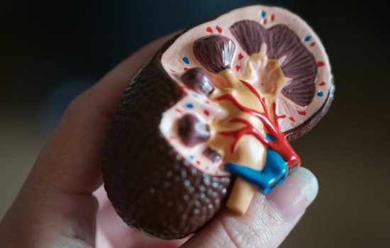 FDA Approves New Arsenal of Kidney Disease Drugs in 2025: University of Cincinnati Expert Highlights Advancements