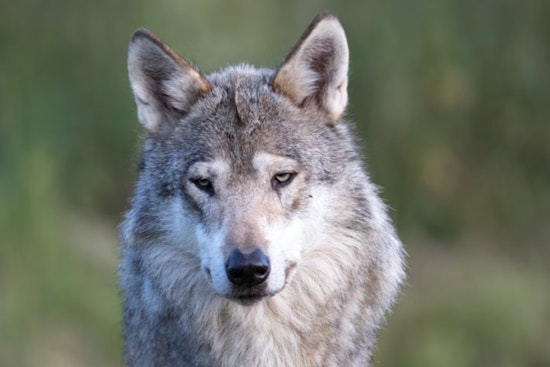 Feds Post $10,000 Bounty After Collared Wolf Found Dead in Southern Oregon
