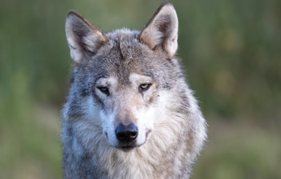 Feds Post $10,000 Bounty After Collared Wolf Found Dead in Southern Oregon