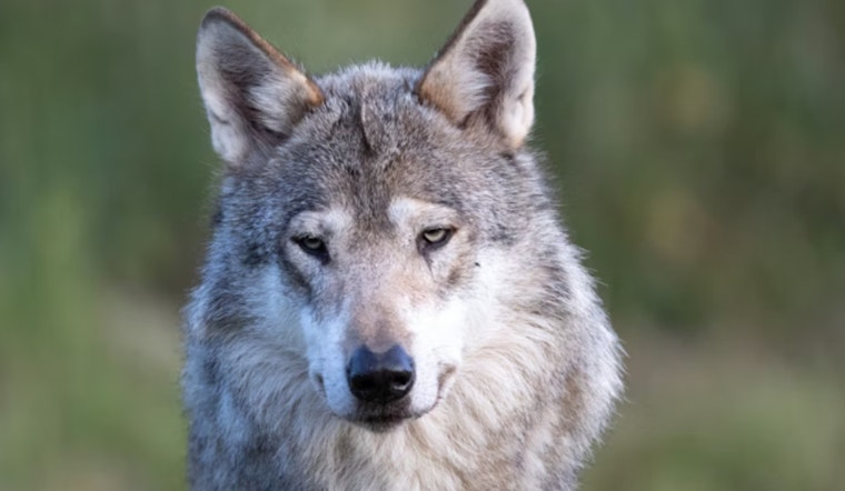 Feds Post $10,000 Bounty After Collared Wolf Found Dead in Southern Oregon
