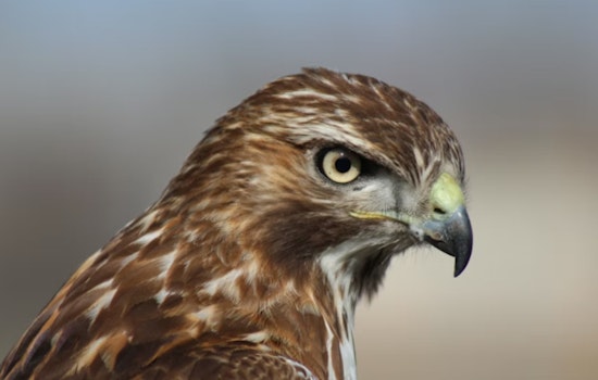 Feisty Phoenix Hawk 'Feral' Put Down After Suspected Power-Line Shock