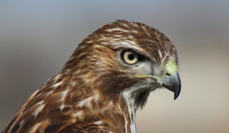 Feisty Phoenix Hawk 'Feral' Put Down After Suspected Power-Line Shock