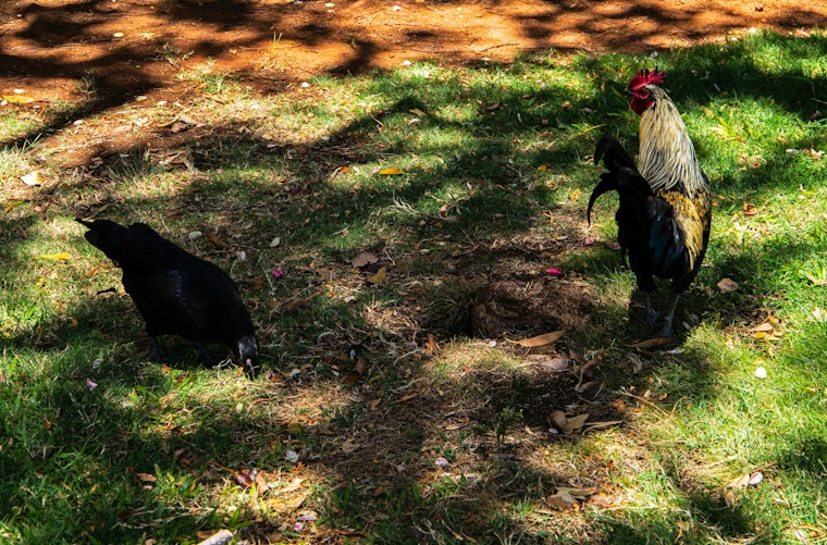 Feral Roosters Dodge Traps in Waikīkī, Leaving Neighbors With a Daily Wake-Up Call