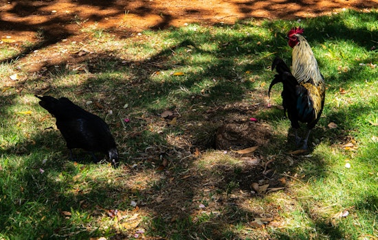Feral Roosters Dodge Traps in Waikīkī, Leaving Neighbors With a Daily Wake-Up Call