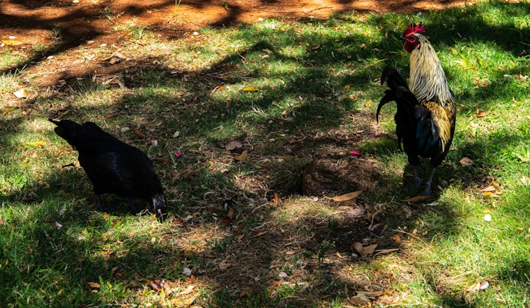 Feral Roosters Dodge Traps in Waikīkī, Leaving Neighbors With a Daily Wake-Up Call