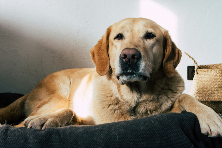 Florida Launches Statewide Animal Cruelty Database Under Dexter's Law to Prevent Abuse