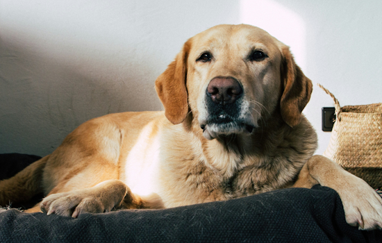 Florida Launches Statewide Animal Cruelty Database Under Dexter's Law to Prevent Abuse