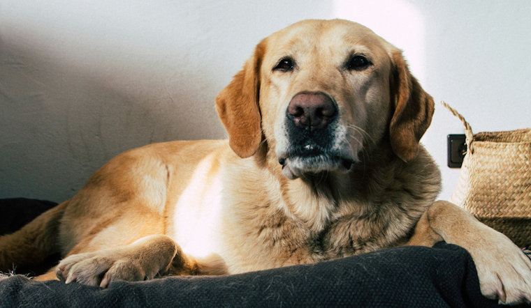 Florida Launches Statewide Animal Cruelty Database Under Dexter's Law to Prevent Abuse