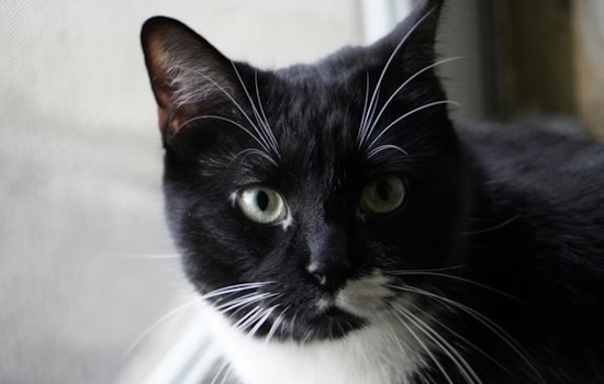 Flushing Woman's Relentless Search for Beloved Cat Missing at JFK Airport Continues Amid Impending Move