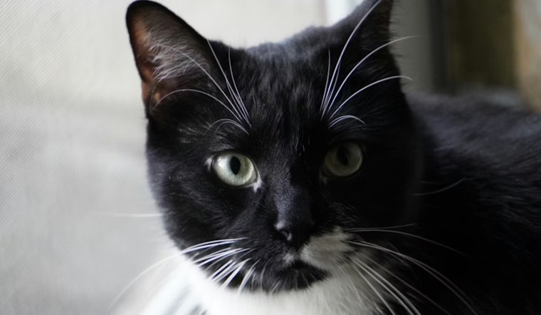 Flushing Woman's Relentless Search for Beloved Cat Missing at JFK Airport Continues Amid Impending Move