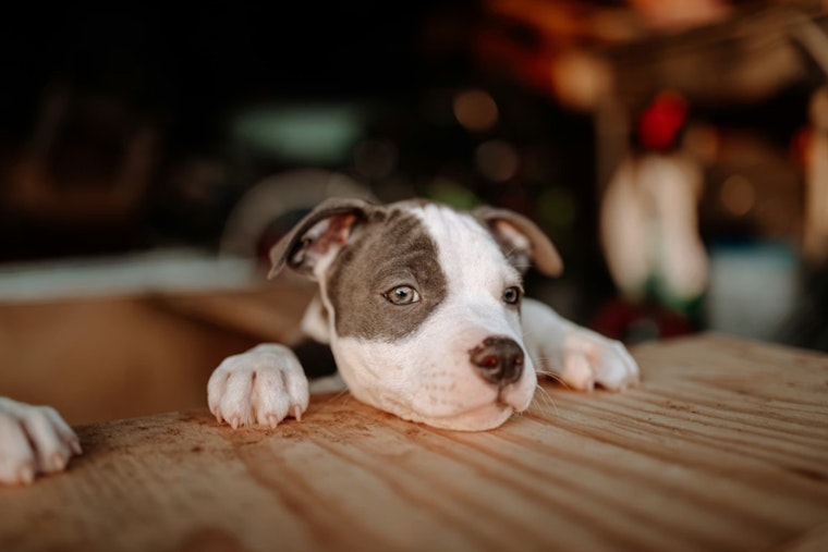 Fort Pierce Officials Urge Vigilance Amid Surge in Canine Parvovirus Cases and Stress Importance of Vaccination and Sanitation