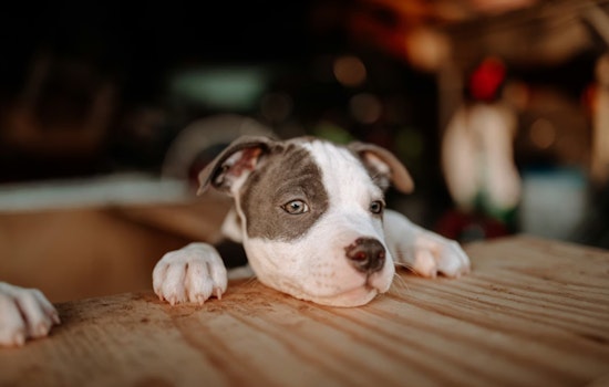 Fort Pierce Officials Urge Vigilance Amid Surge in Canine Parvovirus Cases and Stress Importance of Vaccination and Sanitation