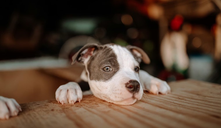 Fort Pierce Officials Urge Vigilance Amid Surge in Canine Parvovirus Cases and Stress Importance of Vaccination and Sanitation