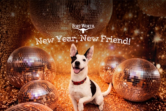 Fort Worth City Hall Turns into Adoption Hub for "New Year, New Friend" Event on January 21