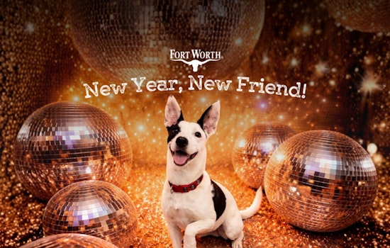 Fort Worth City Hall Turns into Adoption Hub for "New Year, New Friend" Event on January 21
