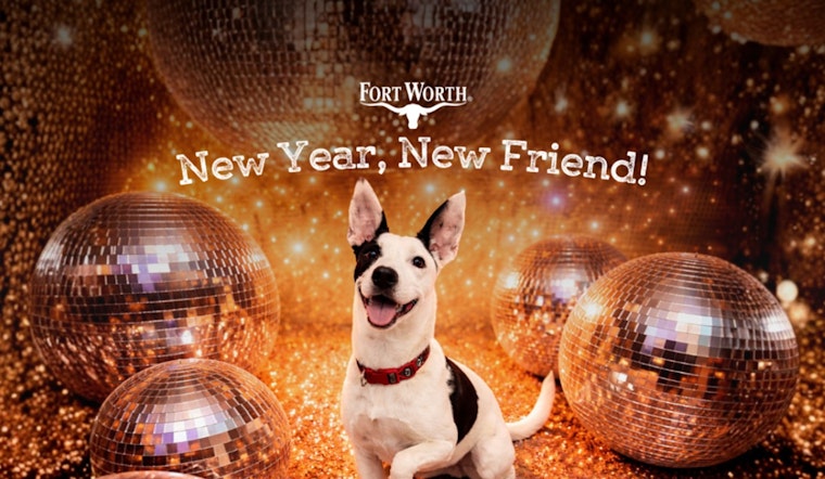 Fort Worth City Hall Turns into Adoption Hub for "New Year, New Friend" Event on January 21