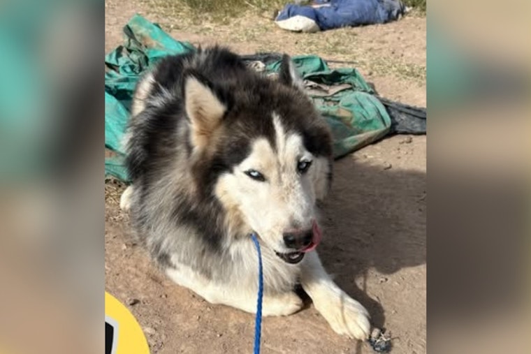Found Husky Mix in Socorro, Texas Awaits Reunion with Owners; City Asks for Community Help