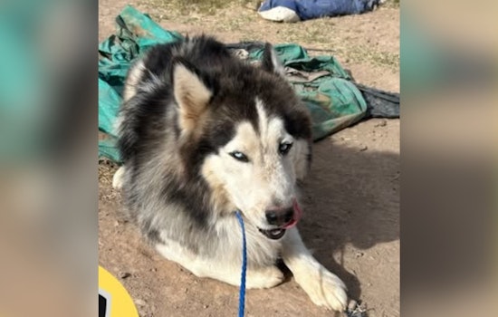 Found Husky Mix in Socorro, Texas Awaits Reunion with Owners; City Asks for Community Help