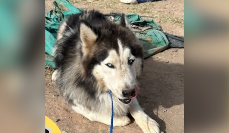 Found Husky Mix in Socorro, Texas Awaits Reunion with Owners; City Asks for Community Help