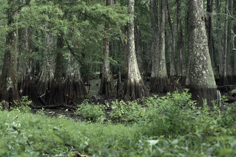 Four Rescued from Bayou Cocodrie in Louisiana After Boat Capsizes, LDWF Stresses Safety Precautions