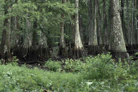 Four Rescued from Bayou Cocodrie in Louisiana After Boat Capsizes, LDWF Stresses Safety Precautions