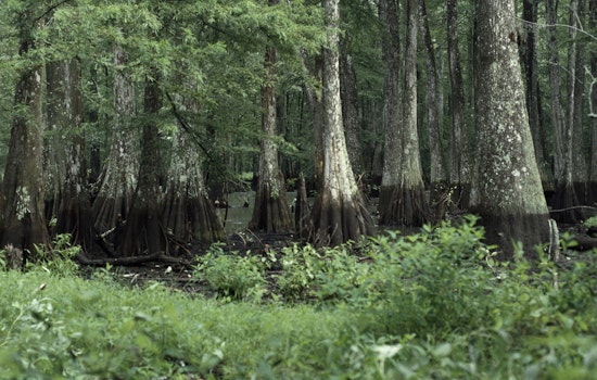 Four Rescued from Bayou Cocodrie in Louisiana After Boat Capsizes, LDWF Stresses Safety Precautions