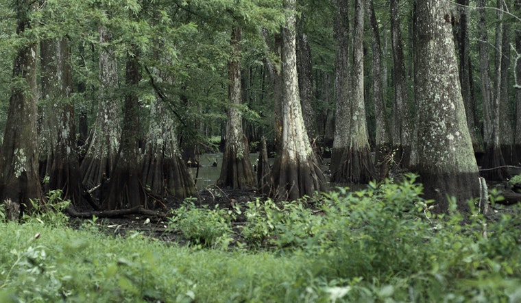 Four Rescued from Bayou Cocodrie in Louisiana After Boat Capsizes, LDWF Stresses Safety Precautions