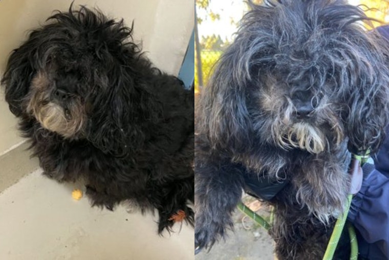 Fremont Animal Services Investigates Series of Dog Abandonments, Seeks Public Assistance