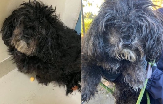 Fremont Animal Services Investigates Series of Dog Abandonments, Seeks Public Assistance