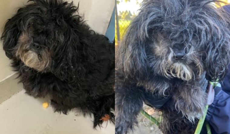 Fremont Animal Services Investigates Series of Dog Abandonments, Seeks Public Assistance