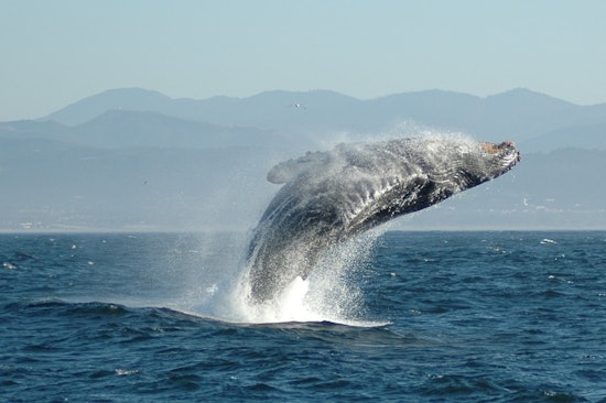 Gaunt Humpback Haunts Lahaina Waters, Maui Boaters Told To Steer Clear