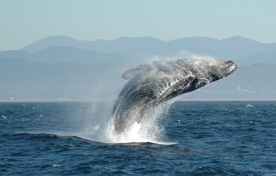 Gaunt Humpback Haunts Lahaina Waters, Maui Boaters Told To Steer Clear