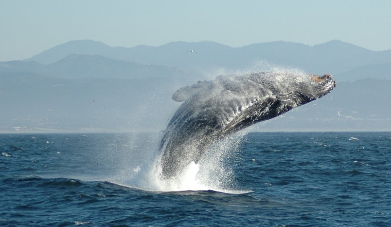 Gaunt Humpback Haunts Lahaina Waters, Maui Boaters Told To Steer Clear