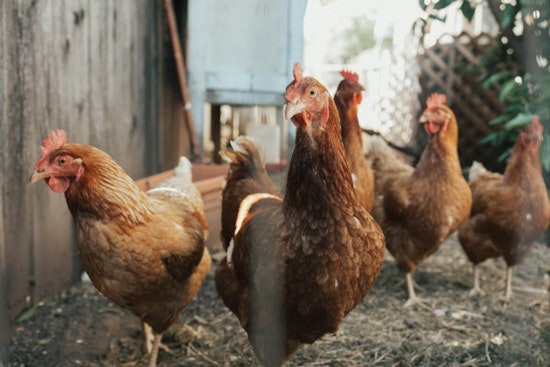 Georgia Confirms First 2026 Case of Avian Flu in Walker County Poultry Operation, Industry on High Alert
