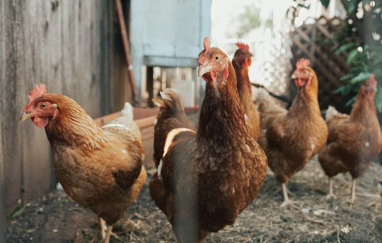 Georgia Confirms First 2026 Case of Avian Flu in Walker County Poultry Operation, Industry on High Alert
