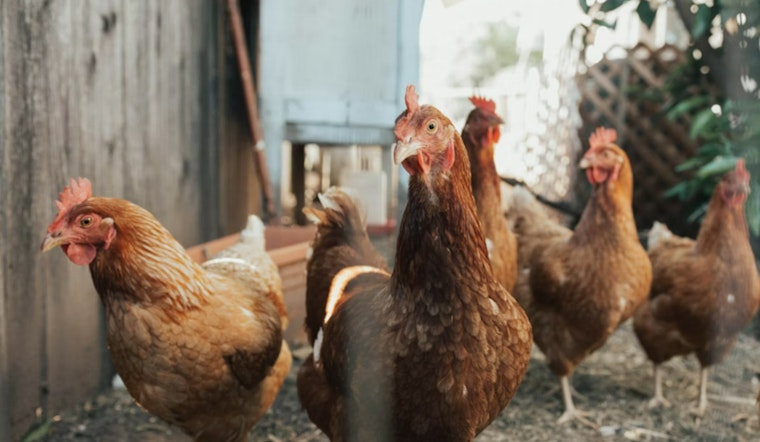 Georgia Confirms First 2026 Case of Avian Flu in Walker County Poultry Operation, Industry on High Alert