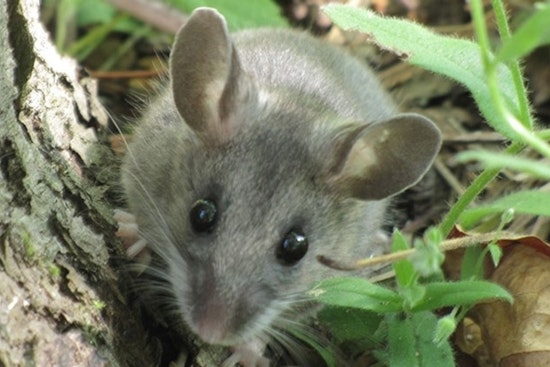 Hantavirus Mouse Near Los Peñasquitos Ranch House Spurs County Warning