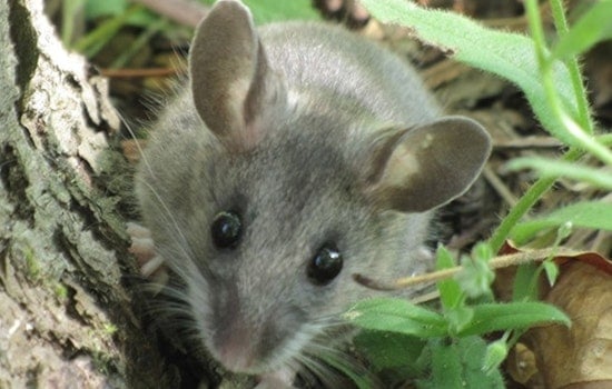 Hantavirus Mouse Near Los Peñasquitos Ranch House Spurs County Warning