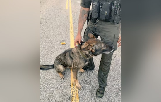 Harris County K-9 Ghost Knocked Unconscious After Pond Fight With Fugitive