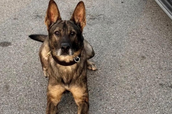 Harris County K-9 Officer Ghost Set to Return to Duty After Suspect's Alleged Drowning Attempt During Arrest