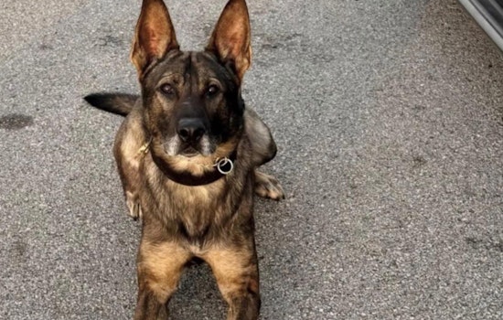 Harris County K-9 Officer Ghost Set to Return to Duty After Suspect's Alleged Drowning Attempt During Arrest