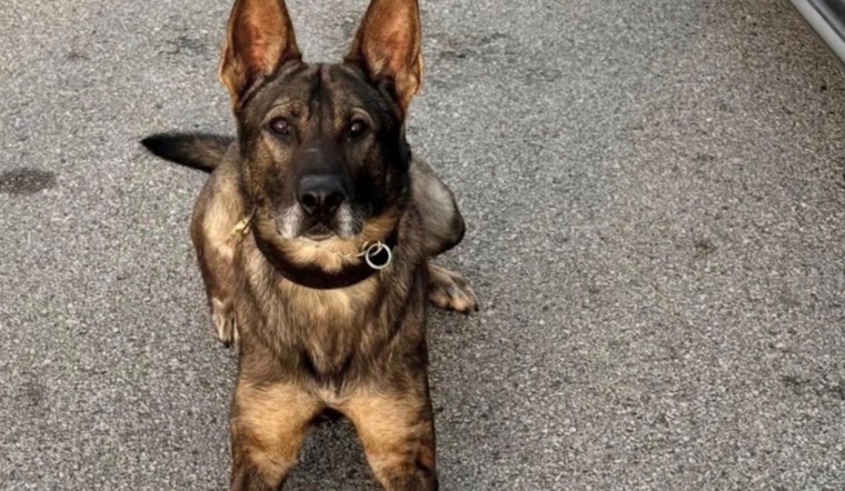 Harris County K-9 Officer Ghost Set to Return to Duty After Suspect's Alleged Drowning Attempt During Arrest