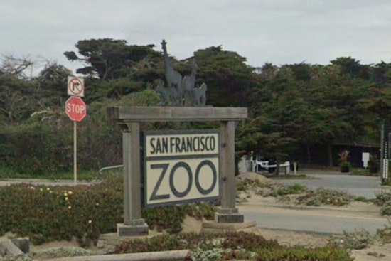 Heartbreak at SF Zoo as Staff Say Goodbye to Elder Lemur and Spotted Penguin